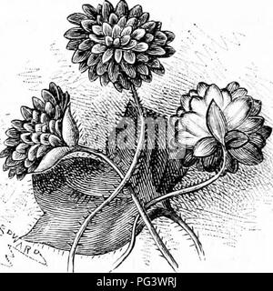 . Vertraute Garten Blumen. Blumen, Pflanzen, Zierpflanzen ; Blumenkultur. 121 FAJtlllAR GARIiEX FIOWERS. SO wie alle süßen und sicheren Ni, raiiist Winter feucht zu machen. Prom Zeit Zeit zu mehr Sämling Pflanzen erscheinen, und zu Beginn des Frühlings die Boxen werden gedrängt werden. Die Sämlinge in ihren Samen Halten - Boxen frei belüftet, und im Monat ein ^ jril Ihnen zu einer geschützten schattigen Grenze entfernt nahe zur Hand, und günstig für die Beobachtung. Als der kleine Pflanzen ihre Blätter machen, heben Sie sie vorsichtig mit einem dünnen Slip aus Holz und Pflanzen in einer Grenze für die Zwecke bereit; der Boden muss sein Stockfoto