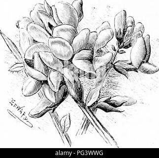 Dieses Bild zeigt bekannte Gartenblumen, darunter das grüne Unkraut (Genisia trifolia) und der Ginster (Cytisus scoparius). Diese Zierpflanzen sind bekannt für ihre attraktiven gelben Blüten, die häufig in Steinhäusern und Gärten angebaut werden. Stockfoto