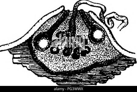 Diese detaillierte Arbeit in der Pflanzenmorphologie umfasst die Entwicklung und Biologie von Pilzen, Myxomyceten und Bakterien. Sie beschreibt die Spermatien und Spermogonien verschiedener Arten und konzentriert sich dabei auf ihre Wachstumsmuster und biologischen Strukturen, die für das Verständnis der Lebenszyklen dieser Organismen von entscheidender Bedeutung sind. Stockfoto