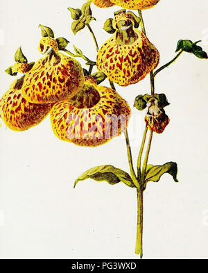 . Vertraute Garten Blumen. Blumen, Pflanzen, Zierpflanzen ; Blumenkultur. . Bitte beachten Sie, dass diese Bilder sind von der gescannten Seite Bilder, die digital für die Lesbarkeit verbessert haben mögen - Färbung und Aussehen dieser Abbildungen können nicht perfekt dem Original ähneln. extrahiert. Hibberd, Shirley, 1825-1890; Hulme, F. Edward (Frederick Edward), 1841-1909. London: Cassell Stockfoto