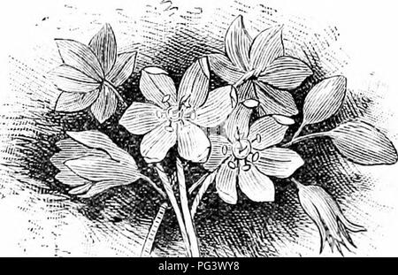 Diese Arbeit konzentriert sich auf den Anbau und die Pflege von gewöhnlichen Gartenblumen, mit besonderem Schwerpunkt auf Zierpflanzen. Die Beschreibungen von Blumen wie Veilchen, Rosen und Primeln heben ihre saisonale Schönheit und Rolle in Gärten sowie ihre symbolische Bedeutung in Literatur und Kultur hervor. Stockfoto