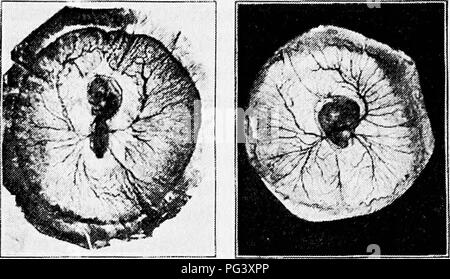 . Prinzipien und Praxis von Geflügel Kultur. Geflügel. Fii;. 2liS. r. iyhtccM Stunden l-io. 2 (|. Zweiten tag Fiu. 290. 40 Stunden. Bitte beachten Sie, dass diese Bilder sind von der gescannten Seite Bilder, die digital für die Lesbarkeit verbessert haben mögen - Färbung und Aussehen dieser Abbildungen können nicht perfekt dem Original ähneln. extrahiert. Robinson, John H. (John Henry), 1863-1935. Boston, New York: Ginn und Unternehmen Stockfoto