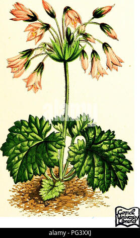 Die „Flora der Alpen“ beschreibt die Arten blühender Pflanzen, die in der Schweiz und in den umliegenden Gebirgsregionen, einschließlich Frankreich, Italien und Österreich, vorkommen. Dieser umfassende Reiseleiter enthält Informationen über die Pflanzenwelt der Alpen und die vielfältigen Ökosysteme der Pyrenäen und bietet wertvolle Einblicke für Botaniker und Pflanzenliebhaber, die sich für die Flora in der Höhe interessieren. Stockfoto