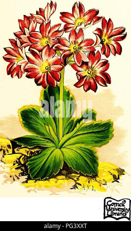 Diese botanische Arbeit beschreibt die blühenden Pflanzen, die in den Alpen und in den umliegenden Gebieten wie Frankreich, Italien, Österreich und den Pyrenäen beheimatet sind. Das Buch konzentriert sich auf alpine Arten und bietet detaillierte Darstellungen über die Eigenschaften und den Lebensraum der einzelnen Pflanzen. Ziel ist es, die Flora der Region für wissenschaftliche Studien zu katalogisieren. Stockfoto