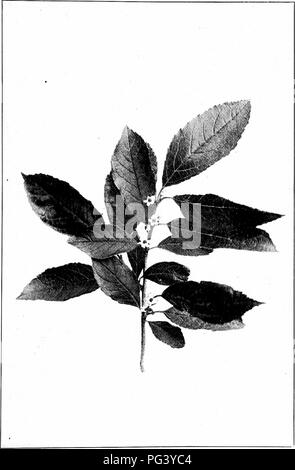 Dieser Leitfaden von Harriet L. Keeler bietet detaillierte Tipps zur Identifizierung von Nordsträuchern, wobei der Schwerpunkt auf Schwarzerle (Ilex verticillata) liegt. Der Sträucher weist Blüten von weiß bis gelb auf, mit wichtigen Merkmalen, die die Identifizierung erleichtern. Keelers Arbeit ist eine zugängliche Ressource für Naturliebhaber, die Pflanzenarten in den nördlichen Regionen erkunden. Stockfoto