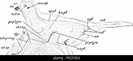 . Ein Handbuch der Zoologie. 45 S Handbuch der Zoologie Herkunft in die Gruppe der großen Federn {Ret), zu denen das Wort "Schwanz" ist in der Regel angewendet. Auf der Rückenseite des uropygium ist eine papille Lager auf seinem Gipfel der Eröffnung. V7^v, z/. APL-v hf addg..pr.dg.rmg [//]. &Gt; XV2/UAy^#^ Â" UV 6 J|^v^' -- *&amp;" W^W. Bitte beachten Sie, dass diese Bilder aus gescannten Seite Bilder, die digital für die Lesbarkeit verbessert haben mögen - Färbung und Aussehen dieser Abbildungen können nicht genau mit dem ursprünglichen wor ähneln extrahiert werden Stockfoto