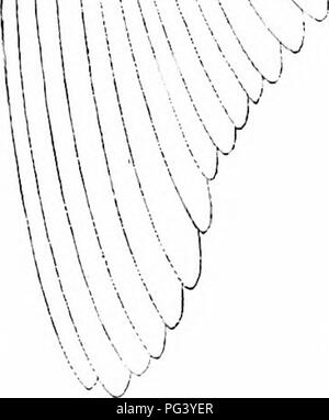 . Ein Handbuch der Zoologie. V7^v, z/. APL-v hf addg..pr.dg.rmg [//]. &Gt; XV2/UAy^#^ Â" UV 6 J|^v^' -- *&amp;" W^W. Abb. 273. Â Columba livia. Das gesamte Tier von der linken Seite mit den meisten Federn entfernt, ad.dg.rmx, Ad-digitale remex; Al sp, Ala spuria; ein, Anus; ein. ap, auditiven Aperture; eb. ring, Cubital-; Cr, Cere; GD. 1, 2, 3, stellen ofmanus; GD. /', 2', 3', 4, Ziffern von pes; hn.pt, Oberarmbein pteryla;/^ Ligament von-; nid. dg. rmg, Mid-Digital-; ua, Nasenloch, net.m, nictitating Membran; o. gl, Öl Glan Stockfoto