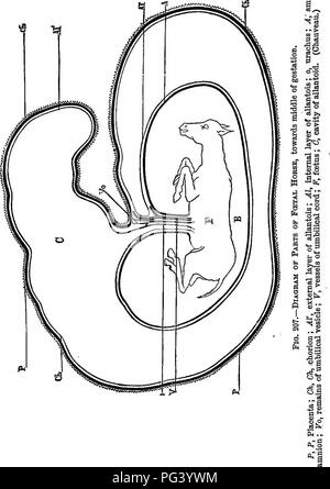 . Ein text-Buch für landwirtschaftliche Zoologie. Zoologie, Wirtschaftliche. 434 MAMMALIA. w. Bitte beachten Sie, dass diese Bilder sind von der gescannten Seite Bilder, die digital für die Lesbarkeit verbessert haben mögen - Färbung und Aussehen dieser Abbildungen können nicht perfekt dem Original ähneln. extrahiert. Theobald, Frederick Vincent, 1868-1930. Edinburgh und London, W. Blackwood und Söhne Stockfoto