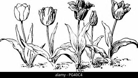 . Gärten und ihre Bedeutung, von Dora Williams. Schule Gärten. Der junge FARMER'S ALMANAC 191 J/i;)'&gt; y, Tgojj. Zu vc bemerkt die Erbsen nach oben gekommen war, und sie haben die Erde um sie herum zerkratzt werden - Ursache gab es Klumpen von Erde und sie konnten sich nicht durchsetzen. Sie sah so aus, als wir weg nahm einen Klumpen Erde. "" ^ ^-^'''^' ^-^ ^-^ SiiSC. Die Tulpen haben und Sie waren in der Nähe von Herrn Vogel Zaun in Richtung Cambridge Street gepflanzt. Sie sind weiß, gelb, rot, und gestreift. Sie sehen aus wie tliis: Mai 2 j, igoj. Wir gepflanzt, Salat, Radieschen und Rüben. Wir pflanzten sie n Stockfoto