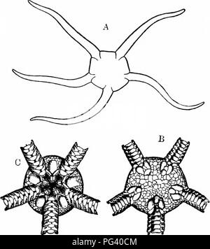 . Ein Handbuch der Zoologie. Stamm STACHELHÄUTER 169 ist manchmal nicht vorhanden; in Asterias vulgaris ist es Minute, fast geschlossen. Die Stacheln und pedicellariaj unterscheiden sich in ihrer Form und Anordnung in verschiedenen Arten von Seesternen, als auch, allerdings in einem weniger Grad, der Tube-Füße. Die Seesterne con stellen eine der fünf Klassen von lebende Stachelhäuter, die Klasse Asteroidea. 2. Die OPHIUROIDEA Die Spröde - Sterne tragen viele Ähnlichkeiten mit der wahre Star - Fische, haben aber eine Reihe von Besonderheiten ausreichend. Abb. 93.- Ophioglypha lacertosa. A. Umrisse, der natürlichen Größe; B, Scheibe, dorsalansicht; C Stockfoto