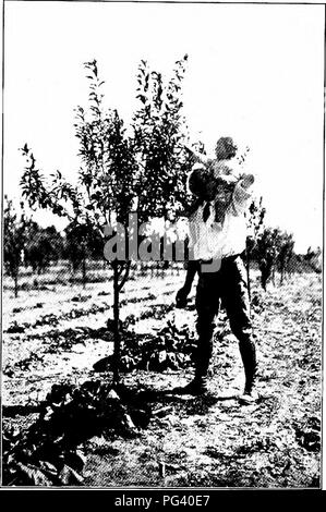 . Gärten und ihre Bedeutung, von Dora Williams. Schule Gärten. Die KUNST DER HERSTELLUNG DER DINGE WACHSEN 109 perfekt zu Hause, in der Schule die Gärten. Ein oder zwei Pflanzen jeder Art sind genug, für die Praxis, wenn Platzmangel verhindert haben mehr. Jeder dieser Sträucher, jedoch, Rebellen gegen shiftlessness und wird nicht zu vernachlässigen. Raum muss auch für ein paar Obstbäume gespeichert werden. Niemand kann blind für die Ad-Vance, die jemals}' Jahr in der Fülle und Vollkommenheit der Amer ican möglich ist Obst. Viele unserer besten Frucht ist über das Wasser geschickt und unsere Früchte Farmen sind die Bewunderung der Vis-Ito Stockfoto