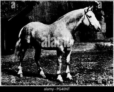 . Eine Geschichte der Percheron Pferd: mit bisher unveröffentlichten Daten über den Ursprung und die Entwicklung der modernen Art der schweren Zug, von authentischen Dokumenten, Aufzeichnungen und Manuskripte in den nationalen Archiven der französischen Regierung ausgearbeiteten, zusammen mit einer detaillierten Beschreibung der Einführung und Verbreitung der Rasse in den Vereinigten Staaten, auf die sich ein Symposium reflektiert die Ansichten der führenden zeitgenössischen Importeure und Züchter berühren die Auswahl, Fütterung und allgemeine Verwaltung der Hengste, Zuchtstuten und Fohlen angehängt wird. Percheron Pferd. PERCHEKON STALIJON IHR Stockfoto