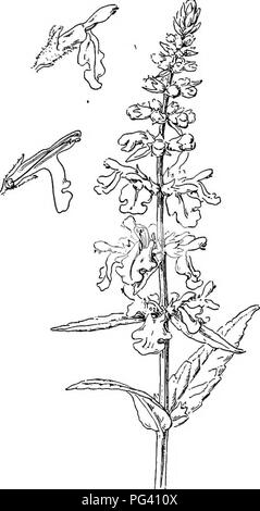 . Pflanzen Leben und Werk verwendet; eine elementare Lehrbuch, eine Stiftung für das Studium der Landwirtschaft, Hauswirtschaft oder Hochschule Botanik. Botanik. 288 Blumen, die anthere liegt in der Nähe der Mitte und schwingt an beiden Enden. Es ist ein gutes Geschäft der Variation in der Art und Weise, in der die Pollen sacs öffnen. Die gängigste Methode ist durch eine längs geschlitzt. Manchmal jedoch, die Slit ist nur an der Spitze der Staubbeutel, und manchmal auch die Pollen wird durch eine runde Pore entladen. (Siehe Abbildung Nr.) gibt es noch andere Varianten in dieser Funktion des andrcecium. Staubblätter variieren, wo Sie ein Stockfoto