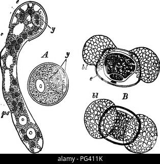 . Die Grundlagen der Botanik. Botanik. Abb. 120.- ein Cluster von staminate Kegel oder Blumen. ^, einer Kiefer (Pinus sylves-tris), mit einem freistehenden Staubblatt. Natürliche Größe. B zeigt die zwei Pollen - sacs. Deutlich vergrößert. kann von einer Studie von denen der Kiefern verstanden werden. Die Pollen - mit Blumen - staminate Blumen, wie Sie sind. Abb. 121.- Pollen - Zellen von Glymnospenns. A, einer Cycad; y, rudimentäre erste Stufe (prothalimm), eine Pollen-cell Keimen. B, Pollen - Zellen eines Hne seitlich und von oben Blick, showmg Blase - wie Erweiterungen der äußeren Cell-wall Bl-die rudimentären prothallium wird hier gezeigt, al Stockfoto