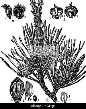 . Elemente der Botanik. Botanik; Botanik. 8 Elemente der Botanik. ft. (S. rigida), Northern Pitch Pine. Eine stout Baum, 30-80 m hoch, mit groben schuppigen Rinde. Blätter in threes, 3-5 cm lang, stifE und abgeflacht. Kegel eiförmig - konische, 2-3 cm lang, ihre Skalen gespitzt mit einem kurzen, abrupt curvgd Wirbelsäule. Holz hart, Grob- und harzig, vor allem für Kraftstoff verwendet. • •&Amp;^i". Abb. 209. - Schottische Kiefer (P. sylvestris). 1, ein Zweig ermöglicht; ein, staminate Palmkätzchen; b, pistillate Palmkätzchen; C, den Kegel; d, Nadeln. 2, eine baumwollblüte, ein, Seitenansicht; b, äußere Oberfläche, 3, einem Fruchtblatt,", wird die innere Oberfläche; b, Außenfläche. 4. Stockfoto