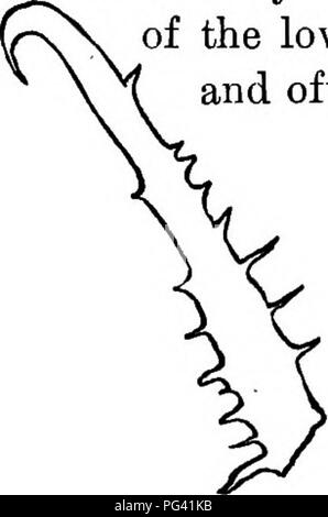 Dieses Botanik-Lehrbuch behandelt grundlegende Konzepte in der Pflanzenbiologie, einschließlich Mechanismen der Saatausbreitung wie Bohrer und Haken, und hebt hervor, wie Pflanzen Merkmale für die ökologische Interaktion und das Überleben entwickeln, wobei der Schwerpunkt auf Beispielen wie Bettlerzecken und Schaben liegt. Stockfoto