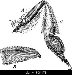 . Grundlagen der Botanik. Botanik; Botanik. 170 Grundlagen der Botanik. Abb. 126. Leichte wert auf die Blume; aber viele Käfer, alle Schmetterlinge und Motten, und die meisten Bienen haben Stellen aufgeraut mit Schuppen oder Haare, die halten viel Pollen verfangen. In der gemeinsamen Honey-bee (und in vielen anderen Arten) der größere Teil des Insekt ist behaart, und es gibt spezielle sammeln Körbe, von Borsten gebildet - wie Haare, auf den Hinterbeinen (Abb. 126). Es ist einfach, die Last der Pol-len in diese Körbe gesammelt, nach so einem Biene mehrere Blumen besucht hat, zu sehen. Natürlich die Pollen, die die Eine, richtige hind Stockfoto