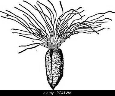 . Elemente der Botanik. Botanik; Botanik. n Schwein. 175. - Saatgut mit Haarbüschel. Ich, milkweed; II, Willow-Kraut. Viel für Pickles verwendet, die Haken und sehr stark sind. Cockleburs kaum von den Schwänzen von Pferden und Rindern, in die Sie verfilzt geworden sind, ohne schneiden Sie alle Haare, mit denen sie befestigt sind, entfernt werden. Bitte beachten Sie, dass diese Bilder sind von der gescannten Seite Bilder, die digital für die Lesbarkeit verbessert haben mögen - Färbung und Aussehen dieser Abbildungen können nicht perfekt dem Original ähneln. extrahiert. Bergen, Joseph Y. (Joseph Jung), 1851-1917. Stockfoto