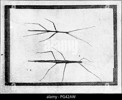 . Die Natur Studieren und Leben. Die Natur studieren. PLAN FÜR INSEKT STUDIE 53 Schule Sammlungen. Ein anderer Weg, nach dem Insekt hat richtig "gedehnt" oder "verbreiten", ist Pro-manently in die Depression eines Blocks von Gips, eine Glasplatte nur Montage der Gips Block mit gummiertem Papier befestigt werden, als Abdeckung. Die meisten Motten und Schmetterlinge in unserem großen Museen sind jetzt in montiert. Abb. 17. Männlich, Weiblich, und Ei^ Wanderstöcke (Tu zeigen Methode der Befestigung) auf diese Weise für die Ausstellung. Diese Methode hat den disadvan-Tage, nur eine Seite zu sehen. Die Methode Stockfoto
