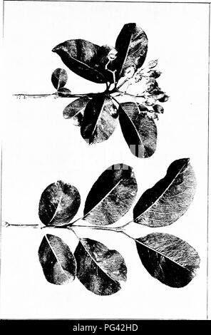 Dieses Buch beschreibt die Black Haw (Viburnum prunifolium), einen einheimischen Sträucher mit Sprays von 2 bis 5 Fuß Länge. Es bietet eine aufschlussreiche Studie über die Gewohnheiten und Besonderheiten verschiedener Bäume. Das von Harriet L. Keeler verfasste Buch ist ein hilfreicher Leitfaden, um einheimische Bäume zu identifizieren und ihre Besonderheiten zu verstehen. Stockfoto