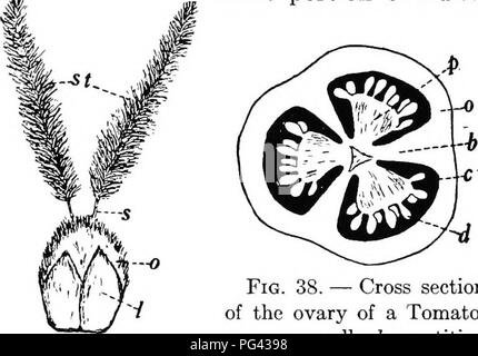 . Botanik für landwirtschaftliche Studenten. Botanik. Abb. 36. - Pistillate Blume von Mais, gezeichnet, um die Teile der Griffel zu zeigen. Ein Teil der Hüllblätter sind abgeschnitten worden, um eine Ansicht des Ovars zu geben. 0, Eierstock, der Teil, der zum ker-nel; s, Stil; Si, Schande. Viel vergrößert.. Abb. 37. - Stempel von Weizen und die beiden lodicules. o, Eierstock; St, Narben; s, Stile, ICH, lodicules. Viel en-Larged. Abb. 38. - Querschnitt des Ovars einer Tomate. 0, eierstock Wand; 6, Trennwände der Eierstöcke; c, Kammern oder Hohlräume im Eierstock; d, Eizellen; p, Nachgeburten oder Teile des Ovars, zu der die Eizellen ar Stockfoto