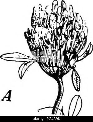 . Botanik für landwirtschaftliche Studenten. Botanik. Abb. 30. - Ein, Spike von Roggen. B, rispe von Gras. C, Blumen der Hazel mit staminate Blumen in palmkätzchen und der pistUlate Blumen einzeln getragen.. Bitte beachten Sie, dass diese Bilder sind von der gescannten Seite Bilder, die digital für die Lesbarkeit verbessert haben mögen - Färbung und Aussehen dieser Abbildungen können nicht perfekt dem Original ähneln. extrahiert. Martin, John N. (John Nathan), b. 1875. New York: John Wiley & Amp; Sons, Inc. Stockfoto