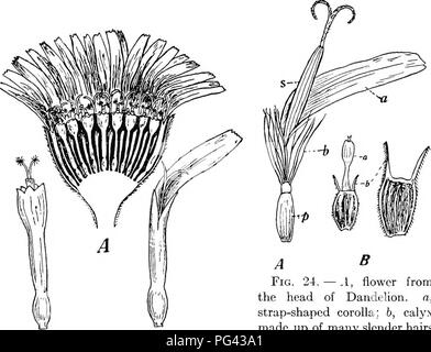 . Botanik für landwirtschaftliche Studenten. Botanik. 24 Blumen Banner; die zwei Seitenteilen, als Flügel bezeichnet, und die einzigen Boot-förmige Teil unter die Flügel, wie der Kiel bekannt. In der Rotklee Blume in Abbildung 21 gezeigt, diese Teile sind hervorgehoben. Die Staubgefäße und Stempel werden vollständig von der Kiel umschlossen, und wenn der Druck wird am Kiel ausgeübt, die Staubgefäße und Stempel aus ihrem Gehege mit viel Kraft. {Abb. 22.). B^Abb. 23. - Blumen der Schafgarbe {Achillea millefolium), einem Verbund. Ein, ein Kopf der Blumen, geschnitten, zeigt die Strap-förmigen Blumen Um die Marge und t Stockfoto