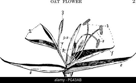 . Botanik für landwirtschaftliche Studenten. Botanik. 21. Abb. 18. - Ährchen der Oat Kopf, mit der hüllblätter auseinander die Blumen zu zeigen. Es gibt drei Blumen, nur (1) und (S) der Kernel zu entwickeln und zu produzieren, e, glumes oder leere glumes;/, Lemma oder der Blüte hüllspelze; Pa, palea; s, Staubgefäßen; p, pistil; r, rachilla. Die Teile der Blumen (S) und (S) werden nicht angegeben. Viele Male erweitert.. Bitte beachten Sie, dass diese Bilder aus gescannten Seite Bilder, die digital für die Lesbarkeit verbessert haben mögen - Färbung und Aussehen dieser Abbildungen können nicht Perfekt ähneln den oder extrahiert werden Stockfoto