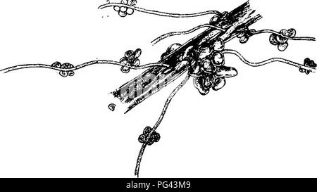 Dieses Handbuch bietet einen Überblick über häufige Pflanzenkrankheiten, die Kulturen betreffen, einschließlich ihrer Symptome, Ursachen und empfohlenen Heilmittel, mit Schwerpunkt auf bewährten Verfahren in der Landwirtschaft. Stockfoto