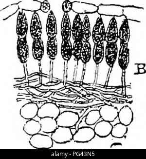 . Die Krankheiten von Kulturpflanzen und deren Abhilfe: ein Handbuch der wirtschaftlichen Biologie für Landwirte und Studenten. Pflanzenkrankheiten. . Bitte beachten Sie, dass diese Bilder sind von der gescannten Seite Bilder, die digital für die Lesbarkeit verbessert haben mögen - Färbung und Aussehen dieser Abbildungen können nicht perfekt dem Original ähneln. extrahiert. Griffiths, A. B. (Arthur Bower), 1859 -. London: G. Bell Stockfoto