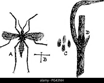 . Die Krankheiten von Kulturpflanzen und deren Abhilfe: ein Handbuch der wirtschaftlichen Biologie für Landwirte und Studenten. Pflanzenkrankheiten. GRAMINEOUS KULTURPFLANZEN. Kranke ratus zu einer sehr ernsthaften Ausmaß. . Die Motte ist etwa drei Viertel eines Zoll in der Verbreitung der Vorderflügel, die von hellem grau mit dunkleren quer Markierungen; die Flügel sind bemerkenswert für ihre weißliche halb-Transparenz, mit einem dunkleren Linie vom Punkt entlang eines Teils der vorderen Kante. Die Larven, wenn voll gewachsen, sind ungefähr fünf Achtel der einen Zoll lang; eine palish Fleisch - Farbe, heller, wenn ältere, Staats- und Regierungschefs eine gelblich-braune Farbe." Stockfoto