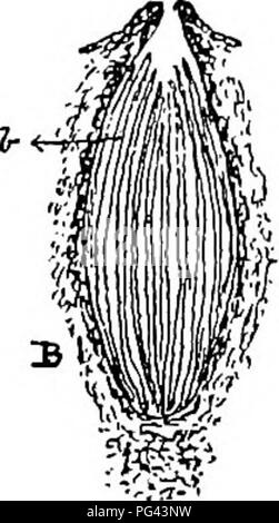 . Die Krankheiten von Kulturpflanzen und deren Abhilfe: ein Handbuch der wirtschaftlichen Biologie für Landwirte und Studenten. Pflanzenkrankheiten. Abb. 41,- GUiviceps purpurea. A. in einem Abschnitt ttirongli tlie Kugelkopf Der fangiis, zeigen eine Reihe von conceptacles (a), x etwa 11 Durchm. B. ein Abschnitt eines conceptacle, zeigen eine Reihe von Asci (b), x95 Durchm. {Zeiss' B und 2 Oc.). C. eine sporidium. x270 Diam. (Zeiss' B und loc). konidien (Abb. 40 b). Dieser frühen Zustand war zu einer Zeit als ein parasit von Mutterkorn zu sein; aber es hat sich gezeigt, dass die so genannte Oidium abortifaciens ist nichts anderes als eine frühe s Stockfoto