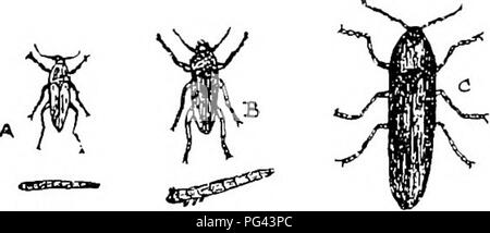 . Die Krankheiten von Kulturpflanzen und deren Abhilfe: ein Handbuch der wirtschaftlichen Biologie für Landwirte und Studenten. Pflanzenkrankheiten. GRAMINEOUS KULTURPFLANZEN. 89 und tlioras. Die Käfer sind üblicherweise mit, auf Blumen, usw. gedeckt, die sich während des Tages; und ihre Larven sind zu gut überall bekannt, als Draht - Würmer, lang und schlank, mit sehr harten Skins, und fressen an den Wurzeln der Pflanzen." Die Würmer nagen, und manchmal zu einem erheblichen Ausmaß zerstören, die Wurzeln der verschiedenen landwirtschaftlichen Kulturpflanzen (Getreide und Wurzel, sowie futterpflanzen). Die Larven (Kabel - Würmer) der skip-Buchsen oder Klicken - Käfer, sind lange, schlanke, und ETI Stockfoto
