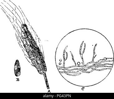 . Die Krankheiten von Kulturpflanzen und deren Abhilfe: ein Handbuch der wirtschaftlichen Biologie für Landwirte und Studenten. Pflanzenkrankheiten. 82 KRANKHEITEN VON KULTURPFLANZEN. Korn (Embryo, keimblatt und Schale), - vor allem aber der Embryo oder Keim, - und damit zerstört die keimende Kraft des Korn (entweder für Saatgut Mälzereien pur-Posen). Es wurde erklärt, dass die Konidien des Pilzes, wenn ins Bier eingeführt - Johanniskraut (zuvor sterilisiert), die zu einer langsamen alkoholische Gärung, sowie die Herstellung einer schlecht Flavoured Beer geben. Ich. Abb. 34.-T-Stück des FnsispoEiuM Baelet (Fusisporium Hordei). A. Ein Ohr von Gerste befallen Stockfoto