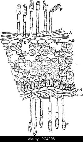 . Die Krankheiten von Kulturpflanzen und deren Abhilfe: ein Handbuch der wirtschaftlichen Biologie für Landwirte und Studenten. Pflanzenkrankheiten. ROOT ERNTEN. 71 Prävention. - (1) Als "die Raupen in Schwärmen anzutreffen sind, Zeichnung Büsche über die Pflanzen stört und dis-Tribute sie vorteilhaft." Dann werfen Kalk oder Kalk und Ruß über die Pflanzen - dieser "wird etwas in Richtung Schutz." (2) "Eine dicke Aussaat von guten Samen wird Gen-Rallye fand genügend Pflanzen für eine Fruchtart versichert zu haben.". Abb. 30.- SuKFAOE FuNons oder Rüben (Oidium Balsamii). B C. in der unteren und oberen Flächen bzw. Stockfoto
