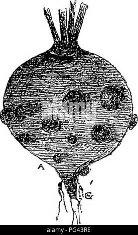 . Die Krankheiten von Kulturpflanzen und deren Abhilfe: ein Handbuch der wirtschaftlichen Biologie für Landwirte und Studenten. Pflanzenkrankheiten. ROOT ERNTEN. 65 quassia, Ammoniak usw. in großem Maßstab die Anwendung sehr kostspielig ist; und obwohl es für eine Ernte von Hopfen zahlen kann, hat es bisher nicht praktikabel für die Wurzeln." (2) "Wenn die Rüben sind in der Nähe von Reife angegriffen, die Faltung von Schafen, die Insekten zerstört, und deren Wiederauftreten in der folgenden Saison verhindern." Die Rübe Gall Rüsselkäfer Ceutorhynchus{sulci - Collis, Schwein. 28) gehört zur Gruppe der Käfer genannt. Abb. 28.- Rübe GaiiL Rüsselkäfer (Geuto Stockfoto