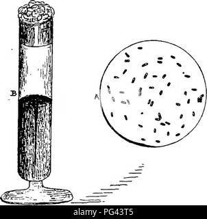 . Die Krankheiten von Kulturpflanzen und deren Abhilfe: ein Handbuch der wirtschaftlichen Biologie für Landwirte und Studenten. Pflanzenkrankheiten. 42 KRANKHEITEN VON KULTURPFLANZEN. Ziel, weil es auf Allium cepa entdeckt wurde. Er wächst in sterilisierte Nähragar einigermaßen gut-Agar (Japanische hausenblase) und anderen Medien zu kultivieren von Wissenschaftlern genutzt. Auf den Oberflächen von Nährmedien, JB. anderem produziert eine hell-grün pellicle, und führt bestimmte chemische Veränderungen in albuminous Stoffe auftreten. Die mikrobe ist CHROMOGENEN; d. h., es produziert ein Pigment (grüne Farbe), durch die Zersetzung des Mediums, auf dem Sie leben. Stockfoto