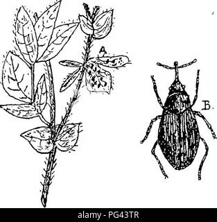 . Die Krankheiten von Kulturpflanzen und deren Abhilfe: ein Handbuch der wirtschaftlichen Biologie für Landwirte und Studenten. Pflanzenkrankheiten. Leguminosen. 31 Das Kleeblatt Rüsselkäfer (Apion flavipes, Wig. 11) gehört zu einer großen Familie {ApionidcB) Der kleine Käfer. Viele von tbem nicht one-eigbtb oder 1/12 Zoll überschreiten, in der Länge. Sie sind flügellos, sondern verfügen über gut entwickelte Flügel - Fälle (flügeldecken). Sowohl die Kopf und Brustbereich sind vergleichsweise klein und schmal. Die ehemalige ist pro-in einem Rednerpult (Schnauze) von beträchtlicher Länge sehnte. Die Antennen Form seitliche Anhängsel, von der Rednertribüne aus (Abb. 11 B). Abb. 11.- TsEroii Stockfoto