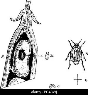 . Die Krankheiten von Kulturpflanzen und deren Abhilfe: ein Handbuch der wirtschaftlichen Biologie für Landwirte und Studenten. Pflanzenkrankheiten. 12 Erkrankungen der Hiebe. Die bescheidenen Bienen {Bomhus Bomhus lucorum, terrestris), deren Nester sind in der Regel von Moos gebaut, mit ein paar fahren lassen Zellen, von Zeit zu Zeit verletzen Bohnen, indem er den Kelch der Blume, um den Nektar im Inneren zu extrahieren. Dies führt oft der Fall der Blume oder kernlose Pod. Prävention - das einzige Mittel ist, ihre Nester zu zerstören.. Abb. 2.-Bean Käfer (Bruchus granarivs). A. Die Käfer (enlarsred). B. Seine natxiral Größe. C. Larve (natürliche Größe). D. Stockfoto