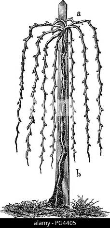 . Obst - Gartenarbeit: Enthält vollständige praktische Hinweise für die Auswahl, Vermehrung und Zucht aller Arten von Obst. Obst - Kultur. 114 FKUIT - GARTENARBEIT. Der Lüfter siape. Von den Experimenten, die er gemacht hat, hat er festgestellt, dass die Triebe aus jenen Teilen der Zweige nach unten gebogen, produktiver sind als von denen Aufsteigend kommen. Er sieht tief graben um die Rebe, auch zu den destruc -.- Einige der Verlängerung Wurzeln, berechnet als das Wachstum der mehr Obst und weniger Holz als wenn erlaubt in der Nähe der Oberfläche zu fördern; und missbilligt er stoppen die Triebe b Stockfoto