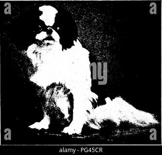 . Der Hund Buch: eine populäre Geschichte des Hundes, mit praktischen Informationen über die Pflege und Verwaltung von Haus, Zwinger, und Ausstellung Hunde, und Beschreibungen aller wichtigen Rassen. Hunde. Pkotograth von J. K. Cole, New York CH. SENN- Fkotograpk von Fisher. New York CH. O'KASAN BMI 1M1 Fl^^ - Bjl ^^w. ^M^^ Ich m b § n. Bitte beachten Sie, dass diese Bilder sind von der gescannten Seite Bilder, die digital für die Lesbarkeit verbessert haben mögen - Färbung und Aussehen dieser Abbildungen können nicht perfekt dem Original ähneln. extrahiert. Watson, James, 1845 -. New York: Doubleday, Pag Stockfoto