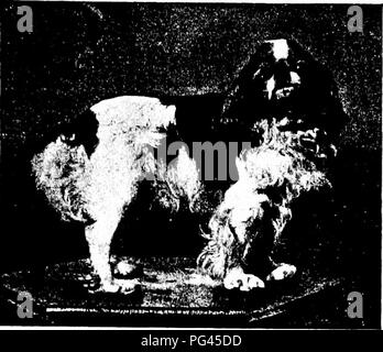 . Der Hund Buch: eine populäre Geschichte des Hundes, mit praktischen Informationen über die Pflege und Verwaltung von Haus, Zwinger, und Ausstellung Hunde, und Beschreibungen aller wichtigen Rassen. Hunde. . Bitte beachten Sie, dass diese Bilder sind von der gescannten Seite Bilder, die digital für die Lesbarkeit verbessert haben mögen - Färbung und Aussehen dieser Abbildungen können nicht perfekt dem Original ähneln. extrahiert. Watson, James, 1845 -. New York: Doubleday, Page&amp; Co. Stockfoto