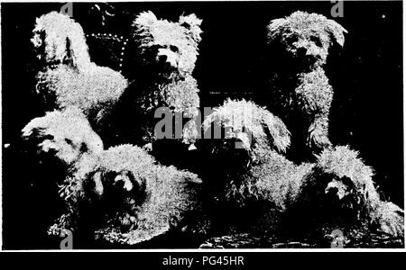 . Der Hund Buch: eine populäre Geschichte des Hundes, mit praktischen Informationen über die Pflege und Verwaltung von Haus, Zwinger, und Ausstellung Hunde, und Beschreibungen aller wichtigen Rassen. Hunde. Foto: E. W. Johnson, Kartsas City, MO BABY B. Eigentum von Miss A. Babbitt, Taunton, Massachusetts Königin Eigentum der Mi^s Jessie Newman, Kansas City, MO. Gruppe von TOY POODLES Eigentum der Frau, C.L., Taunton, Masse,. Bitte beachten Sie, dass diese Bilder extrahiert werden aus der gescannten Seite Bilder, die digital haben für die Lesbarkeit verbessert - Färbung und Aussehen dieser Abbildungen können nicht perf Stockfoto