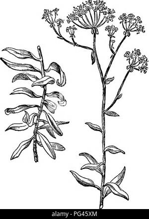 Diese verkürzte Ausgabe des „Arboretum et fruticetum britannicum“ bietet einen umfassenden Leitfaden zu den harten Bäumen und Sträuchern Großbritanniens. Es enthält Beschreibungen, Anbautipps und Verwendungen sowohl einheimischer als auch fremder Arten mit detaillierten Gravuren. Stockfoto