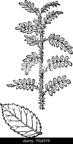 Diese botanische Arbeit bietet einen umfassenden Leitfaden zu harten Bäumen und Sträuchern, die in Großbritannien gefunden werden, sowohl einheimische als auch ausländische. Es bietet detaillierte Beschreibungen und Abbildungen verschiedener Arten, einschließlich Anleitungen zu ihrer Vermehrung, Pflege und Verwendung in der Land- und Forstwirtschaft. Stockfoto
