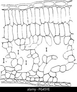 . Grundsätze der Pflanze Kultur: Eine elementare Abhandlung als text-Buch für Anfänger in der Landwirtschaft und im Gartenbau. Gartenbau, Botanik. 14 Grundsätze der Pflanze Kultur. Die höheren Pflanzen und Tiere werden von vielen united Zellen gebildet, und in diesen, den Zellen übernehmen verschiedene Formen und Eigenschaften in den verschiedenen Organen (Abb. 3). In einigen Fällen, Fia. 2. Teil ein Faden eine Pflanzenart aus der Gattung Spirogyra, eine Pflanze coDsisting eines einzelnen rr&gt; w von Zellen United an ihren Enden. Die Orte, an denen die Zellen verbinden werden durch die vertikalen Linien. Hochvergrößernde. Die vereinigten Zellen leicht werden. Stockfoto