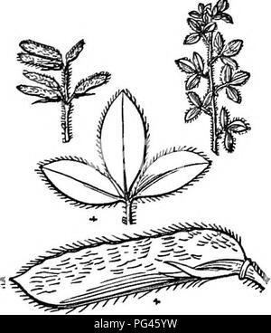 Diese verkürzte Ausgabe von *Arboretum et Fruticetum Britannicum* enthält Beschreibungen sowohl einheimischer als auch fremder Bäume und Sträucher in Großbritannien, einschließlich *Cytisus culiatus*. Sie umfasst die Vermehrung, Kultur und Verwendung dieser Arten sowie Gravuren zur Unterstützung der Identifizierung. Stockfoto
