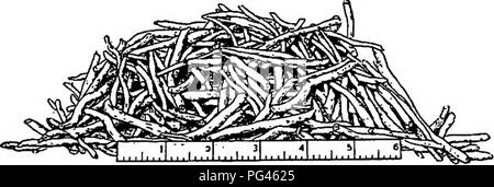 . Bauernhof Freunde und Feinde: einen Text - das Buch der Agrarwissenschaften. Landwirtschaftliche Schädlinge, Nützlinge und Schädlinge. 314 FARM Freunde und Feinde chief Quellen der Nahrung und in der Folge sie oftmals keine großen Schäden in den Obstgärten, insbesondere die jüngst gesetzt. Bäume haben eine gute Größe, sind girdled, während die Kleinen die Rinde fast alle aus dem Kofferraum abgerissen haben können. Da dies im Winter unter Schutz der Schnee erfolgt ist, kann der Inhaber nicht sus-Pect Schäden, bis es im Frühjahr offenbart wird. Die gemeinsame Wiese Maus rriultiplies sehr schnell. Der Durchschnitt ist über vier Würfe von youiig jedes Jahr mit. Stockfoto