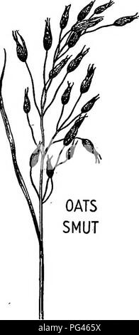 . Bauernhof Freunde und Feinde: einen Text - das Buch der Agrarwissenschaften. Landwirtschaftliche Schädlinge, Nützlinge und Schädlinge. Die BRANDPILZE 227 bewirken auch diese Sporen keimen. Sie winzige Röhrchen, die der junge Hafer Anlage eindringen. Die Gewinde der Pilz so in die wachsenden Geweben, in denen Sie weiterhin durch zahlreiche Niederlassungen, die durch alle Teile des Bedienhebels zu entwickeln. Eine aufwändige Mycel gebildet, und fährt fort, zusammen mit dem wachsenden Hafer Anlage zu entwickeln. Wenn das Getreide beginnt ihre Köpfe heraus zu senden, der Pilz entwickelt eine Masse der verdickte Threads w Stockfoto