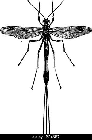 . Bauernhof Freunde und Feinde: einen Text - das Buch der Agrarwissenschaften. Landwirtschaftliche Schädlinge, Nützlinge und Schädlinge. Die VIERFLÜGELIGE PARASITEN I7S der Opfer, die ihre Eier zu legen, ständig vibrierende ihre Antennen. Oc-casionaUy, auch Sie. /Mai sehen Sie besuchen -^'ing wie Blüten, die Nektar frei Runde ausgesetzt - ping durch ihre kurze Zungen. Oder Sie können Sie in den Abend sehen, wie Sie über ein Licht, in dem Sie an - tracted fliegen. Der Ichneumon fliegt sehr unterschiedlich in Größe, Form, und Gewohnheiten. Einige sind so winzig wie kaum an die un-gestützte Auge sichtbar zu sein, während andere Stockfoto